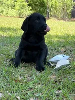 Snickers, a female Labrador Retriever for sale in Lodge, SC – 4 of 5