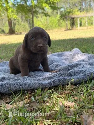 choc girl 4 – Labrador Retriever puppy for sale in Lodge, SC