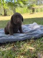choc girl 4, a female Labrador Retriever for sale in Lodge, SC – Photo 1 of 5