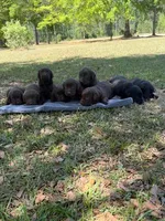choc girl 4, a female Labrador Retriever for sale in Lodge, SC – Photo 5 of 5