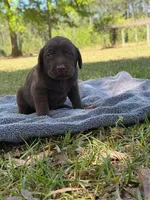 choc girl 4, a female Labrador Retriever for sale in Lodge, SC – Photo 2 of 5