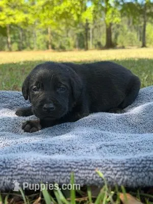 sweet girl  – Labrador Retriever puppy for sale in Lodge, SC