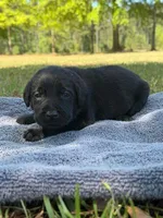 sweet girl , a female Labrador Retriever for sale in Lodge, SC – Photo 1 of 5