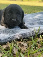 sweet girl , a female Labrador Retriever for sale in Lodge, SC – Photo 2 of 5
