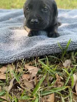 sweet girl , a female Labrador Retriever for sale in Lodge, SC – Photo 4 of 5