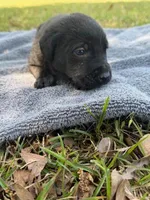 sweet girl , a female Labrador Retriever for sale in Lodge, SC – Photo 5 of 5