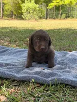 choc girl 3, a female Labrador Retriever for sale in Lodge, SC – Photo 3 of 5