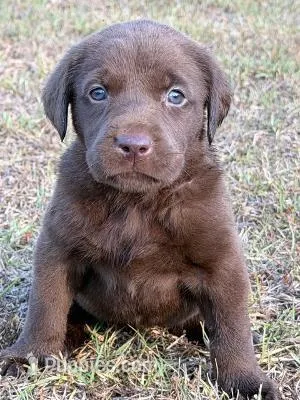 choc girl 3 – Labrador Retriever puppy for sale in Lodge, SC