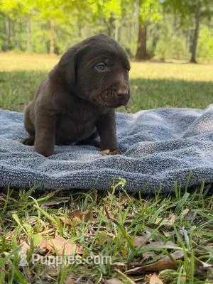 choc girl 3 – Labrador Retriever puppy for sale in Lodge, SC