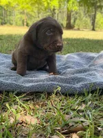 choc girl 3, a female Labrador Retriever for sale in Lodge, SC – Photo 1 of 5