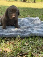 choc girl 3, a female Labrador Retriever for sale in Lodge, SC – Photo 2 of 5