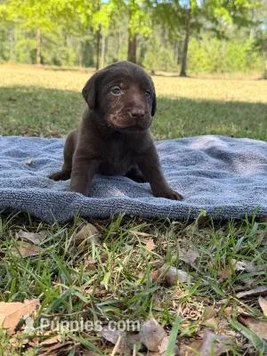 Ace – Labrador Retriever puppy for sale in Lodge, SC