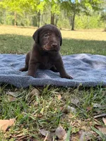 Ace, a male Labrador Retriever for sale in Lodge, SC – Photo 1 of 6
