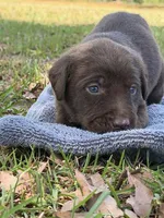 Ace, a male Labrador Retriever for sale in Lodge, SC – Photo 3 of 6