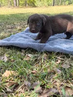 Ace, a male Labrador Retriever for sale in Lodge, SC – Photo 6 of 6