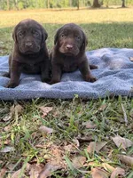 Ace, a male Labrador Retriever for sale in Lodge, SC – Photo 5 of 6