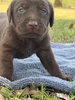 Ace, a male Labrador Retriever for sale in Lodge, SC – Photo 2 of 6
