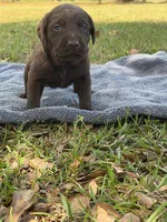 coco, a female Labrador Retriever for sale in Lodge, SC – Photo 2 of 6