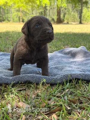 coco – Labrador Retriever puppy for sale in Lodge, SC