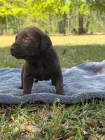 coco, a female Labrador Retriever for sale in Lodge, SC – Photo 3 of 6