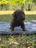 coco, a female Labrador Retriever for sale in Lodge, SC – Photo 4 of 6