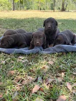 coco, a female Labrador Retriever for sale in Lodge, SC – Photo 6 of 6