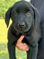 Snickers, a female Labrador Retriever for sale in Lodge, SC – 5 of 5