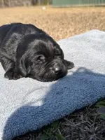 koda, a female Labrador Retriever for sale in Lodge, SC – Photo 3 of 7