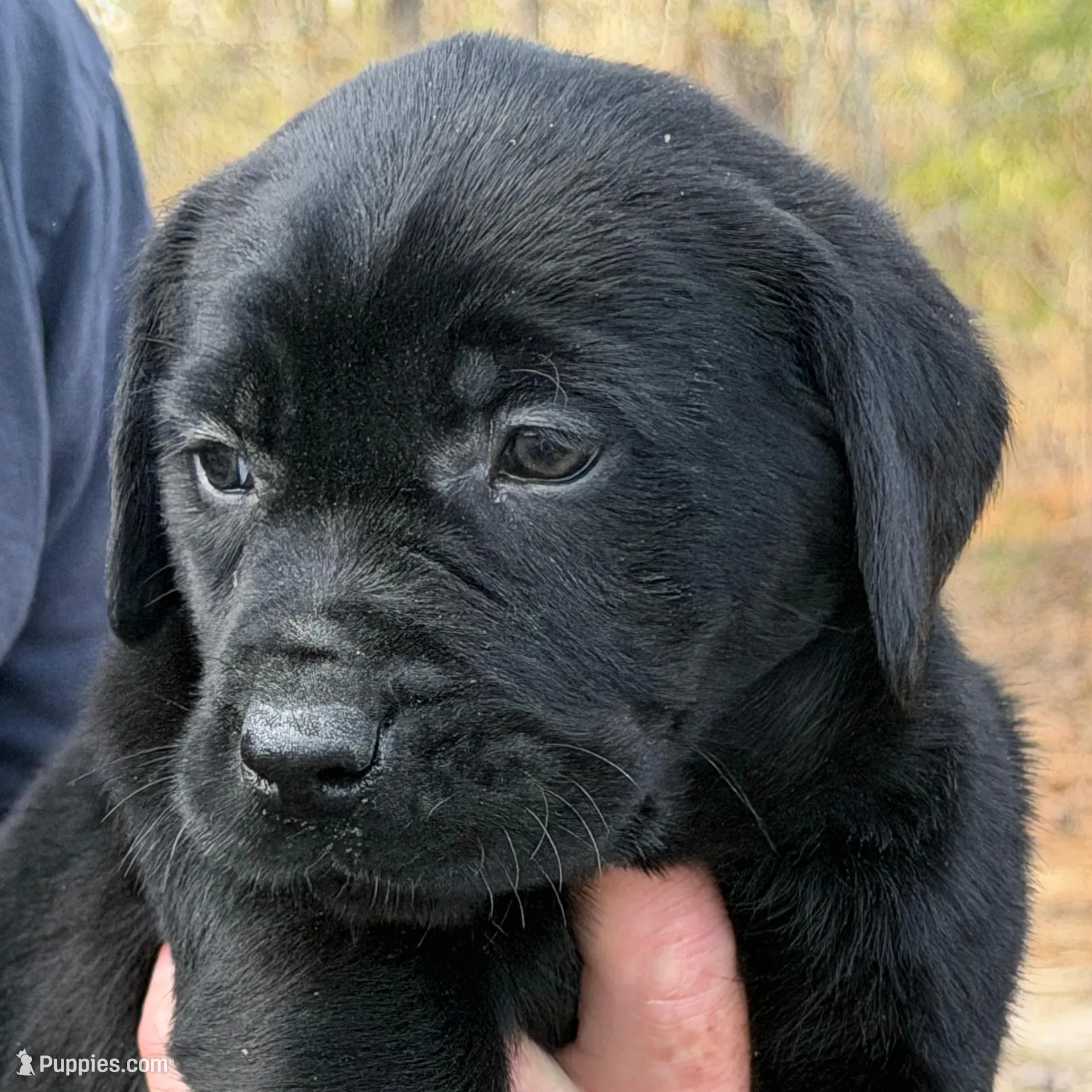 koda – Labrador Retriever puppy for sale in Lodge, SC