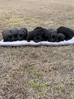 koda, a female Labrador Retriever for sale in Lodge, SC – Photo 5 of 7