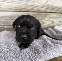 Bee, a female Labrador Retriever for sale in Lodge, SC – Photo 1 of 8