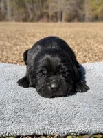 Bee, a female Labrador Retriever for sale in Lodge, SC – Photo 3 of 8