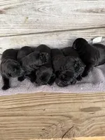 Bee, a female Labrador Retriever for sale in Lodge, SC – Photo 8 of 8