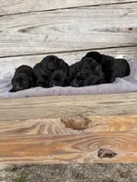 Bee, a female Labrador Retriever for sale in Lodge, SC – Photo 6 of 8