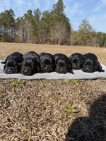Bee, a female Labrador Retriever for sale in Lodge, SC – Photo 5 of 8