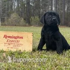 Bee – Labrador Retriever puppy for sale in Lodge, SC