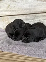 Diesel, a male Labrador Retriever for sale in Lodge, SC – Photo 7 of 10