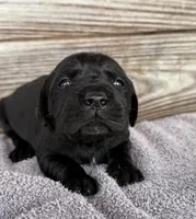 Diesel, a male Labrador Retriever for sale in Lodge, SC – Photo 1 of 10