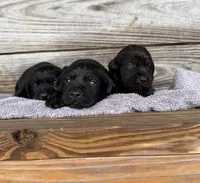 Diesel, a male Labrador Retriever for sale in Lodge, SC – Photo 3 of 10