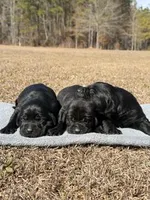 Diesel, a male Labrador Retriever for sale in Lodge, SC – Photo 6 of 10
