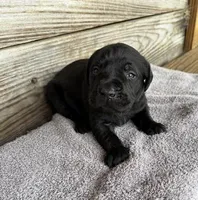 Diesel, a male Labrador Retriever for sale in Lodge, SC – Photo 2 of 10