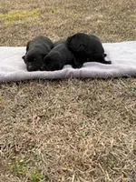 Diesel, a male Labrador Retriever for sale in Lodge, SC – Photo 9 of 10