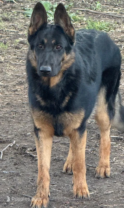 Willow , a female German Shepherd Dog for sale in Hull, IL – Photo 1 of 1