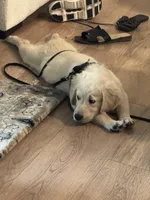 Dobby, a male English Cream Golden Retriever for sale in Phoenix, AZ – Photo 3 of 5