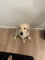 Dobby, a male English Cream Golden Retriever for sale in Phoenix, AZ – Photo 4 of 5