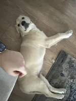 Dobby, a male English Cream Golden Retriever for sale in Phoenix, AZ – Photo 2 of 5