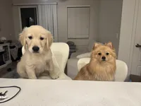 Dobby, a male English Cream Golden Retriever for sale in Phoenix, AZ – Photo 5 of 5