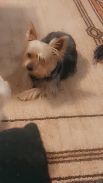 Ted, a male Shorkie for sale in Fayetteville, NC – 2 of 2