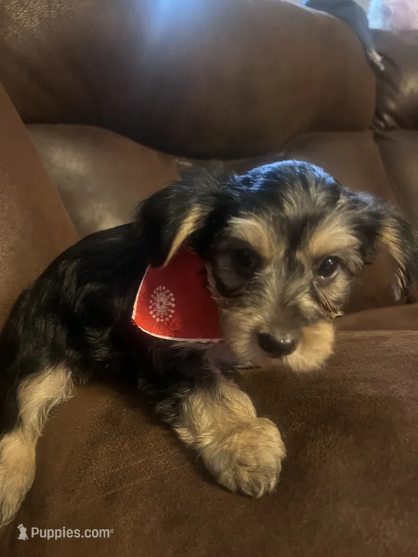JR – Yorkshire Terrier puppy for sale in Fayetteville, NC