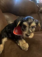 JR, a male Yorkshire Terrier for sale in Fayetteville, NC – 1 of 2